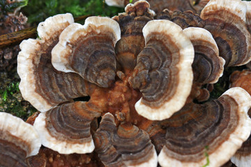 Bracket fungus