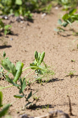 Pea sprout in the spring  