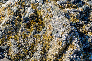 Barnacles and Lichens on Rocks