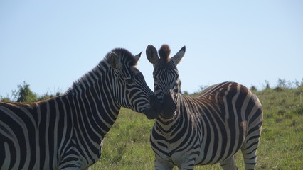Zebra in Love