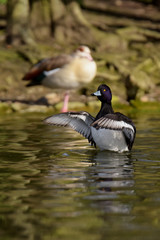 Tufted Duck, Aythya fuligula