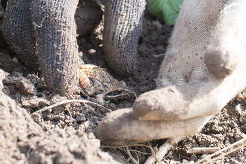 Little frog sitting on the ground