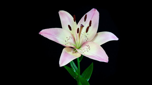 Timelapse of light pink lily flower blooming on black background in 4K (4096x2304)