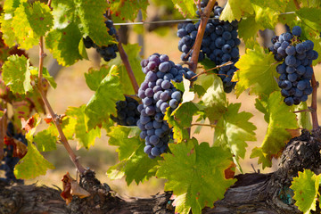 Red bunches of grapes in the vineyard