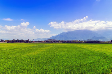 Plantation Rice field green