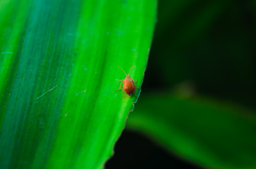 Pumpkin beetle 