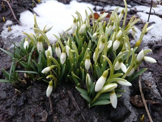 Подснежники