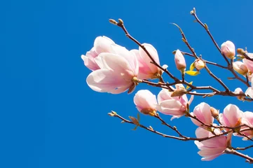 Papier Peint photo Magnolia Branche de printemps d& 39 un Magnolia en fleurs avec des fleurs et des bourgeons roses et blancs sur fond de ciel bleu