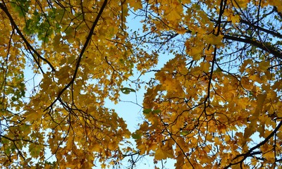 Золотая осень