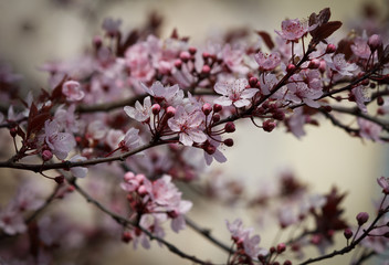 beautiful blossom branch on soft bokeh background