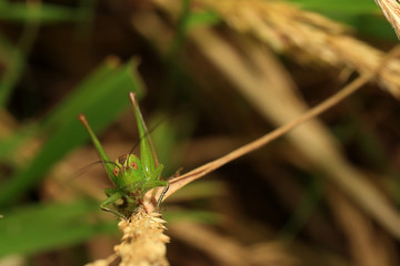 The face of a young Long-winged Conehead, (Conocephalus discolor) cricket, Newlyn, Cornwall, England, UK.