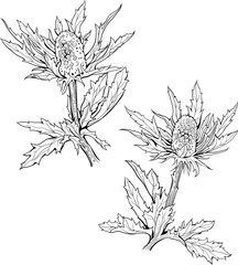 black and white  flowers of carduus