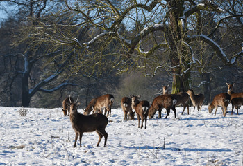 Rothirsche im Schnee