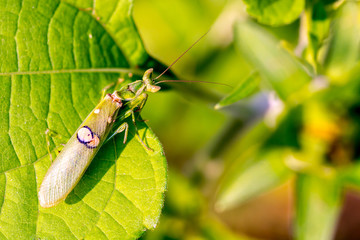 Asian flower mantis on green leaf