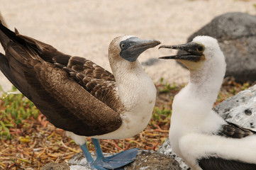 Blaufußtölpel auf Galapagos