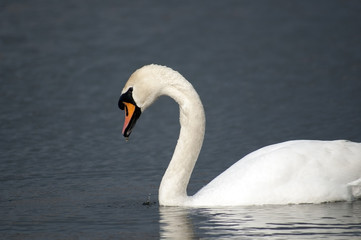Łabędź biały pływający w jeziorze © darekb22
