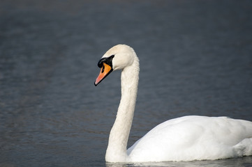 Łabędź niemy © darekb22