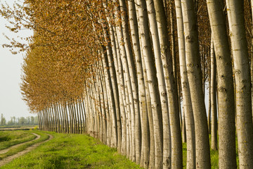 Close-up of trunks of a poplar cultivation
