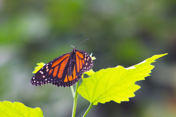 Pretty butterfly with orange and black colors