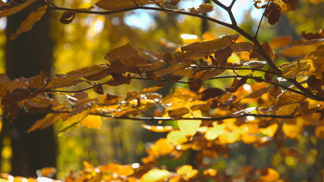 Beautiful Trees with Autumn Foliage on a Sunny Day - change of focus -
The leaves are slightly moving in the wind.