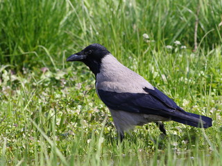 hooded crow on green grass (Corvus cornix)