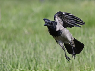hooded crow on green grass (Corvus cornix)