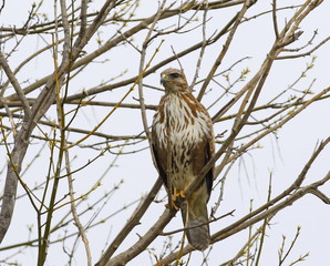 Common Buzzard, Buteo buteo