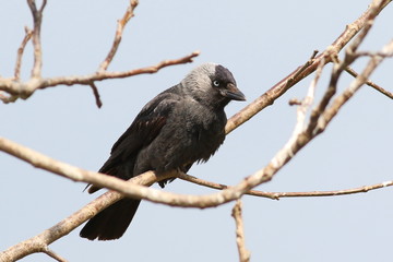 Jackdaw on branch, Corvus monedula