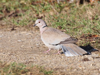 Eurasian Collared Dove, (Streptopelia turtur)