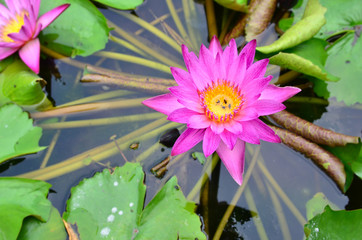 Lotus, water lily, pink waterlilly on pond