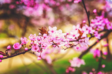 Spring flowers