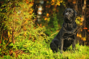 beautiful dog breed Labrador Retriever sitting