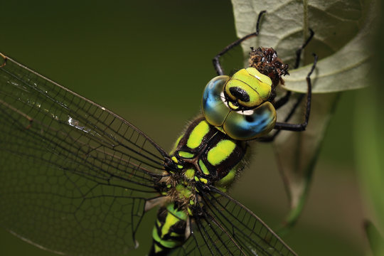 The Compound Eye Of A Southern Hawker Dragonfly, (Aeshna Cyanea), Gloucestershire, England, UK.