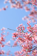 長徳寺　オカメザクラ