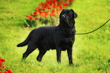 purebred black Labrador Retriever standing