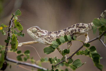 Flap-necked chameleon on a branch