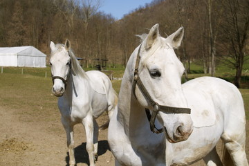 Obraz premium Cavalli bianchi