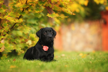 beautiful little black puppy a Labrador Retriever