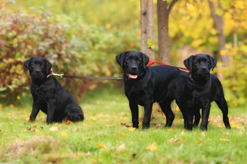 Three black Labrador puppy