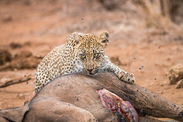 Leopard feeding on a baby Elephant carcass