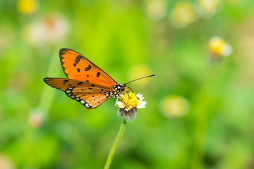 orange butterfly on small flawer.