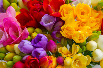 Fresh freesia flowers