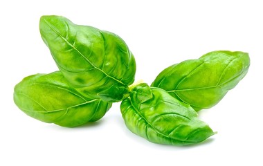 Fresh basil leaves isolated