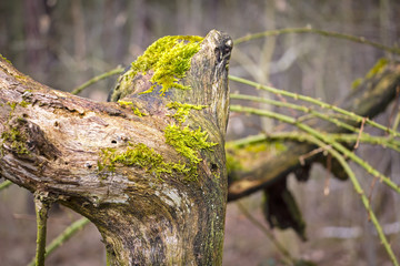Tree trunk in forest covered with moss