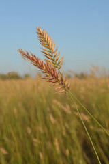 Grass (agropyron) in the steppe. Macro.