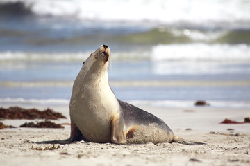Australischer Seel&ouml;we (Neophoca cinerea)
