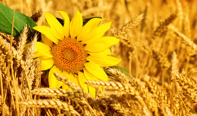 sunflowers in the field of wheat - 106414109