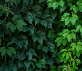 Fototapeta na wymiar green climbing plant