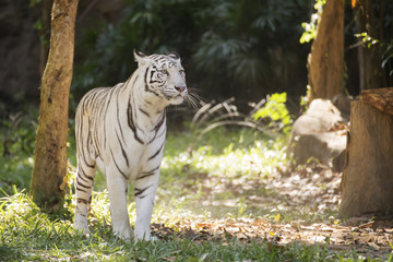 White Tigers photos, royalty-free images, graphics, vectors & videos