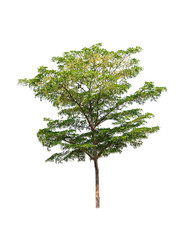 Tree isolated on white background